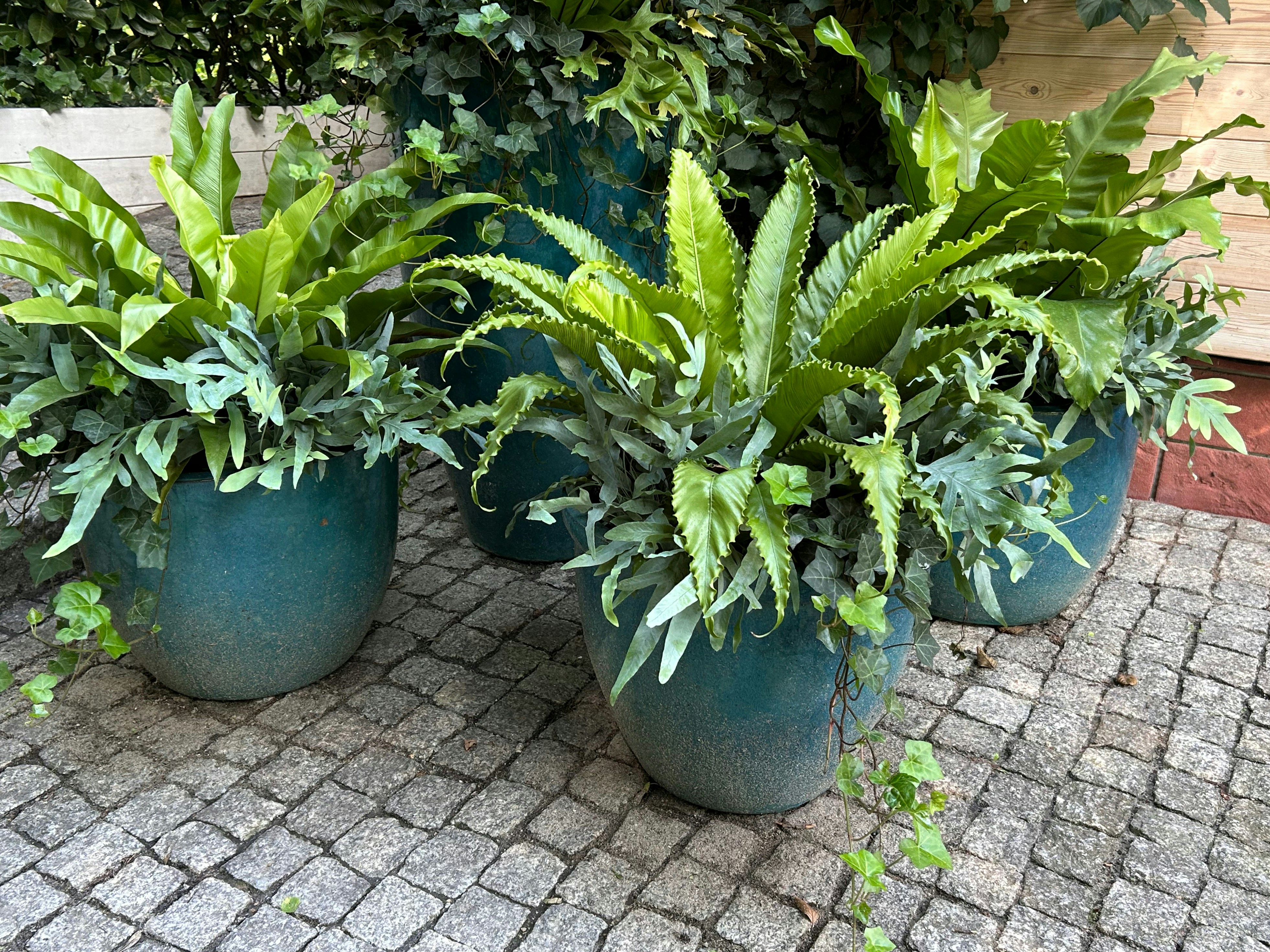 Bird's Nest Fern
