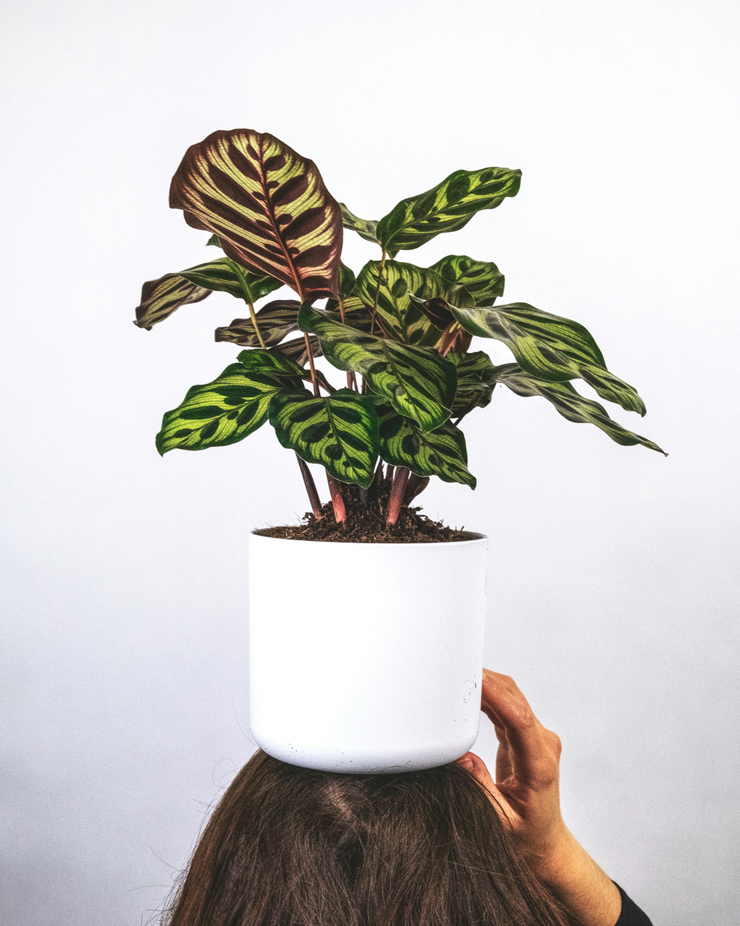 Calathea