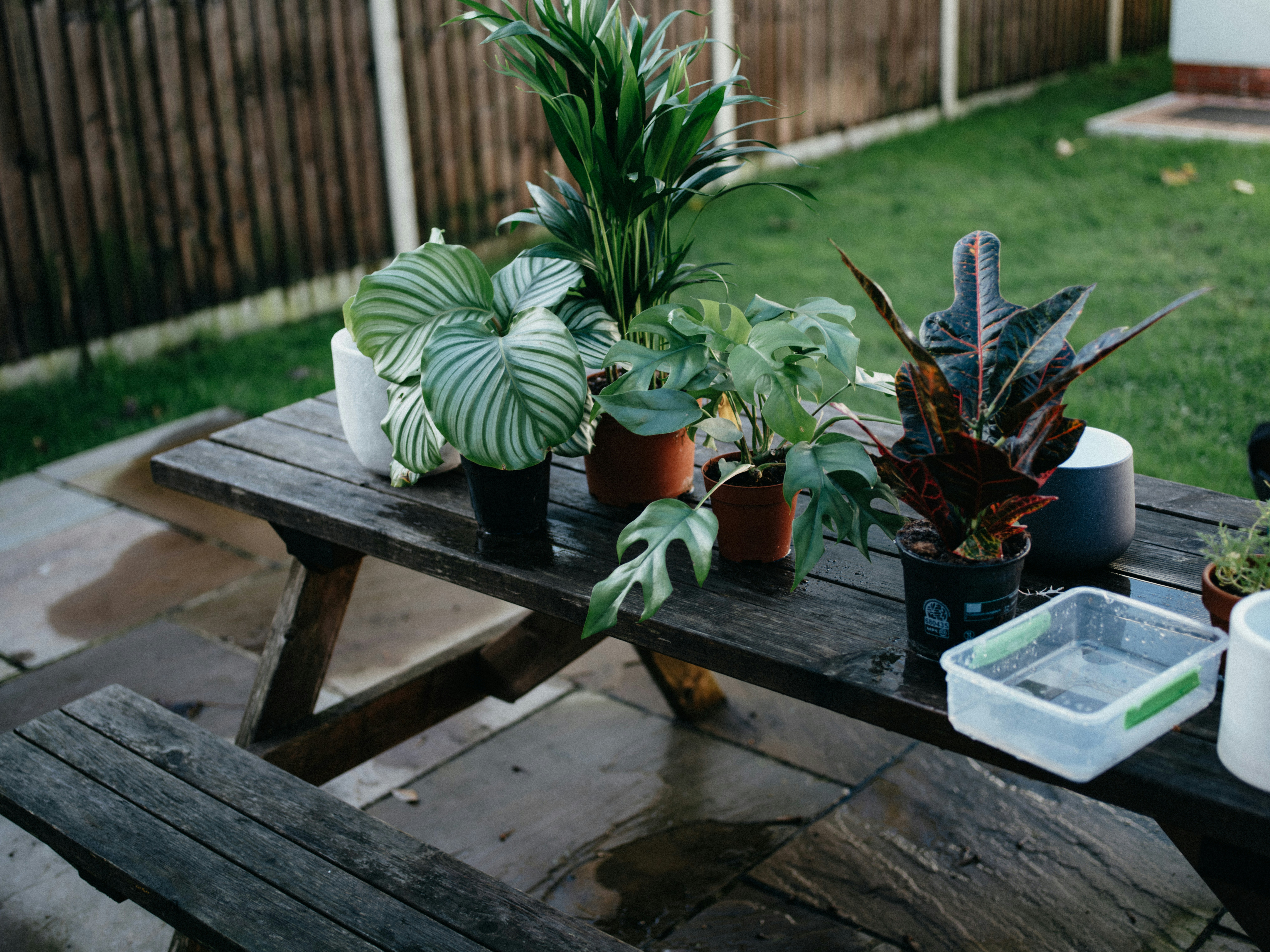 Houseplant styled indoors