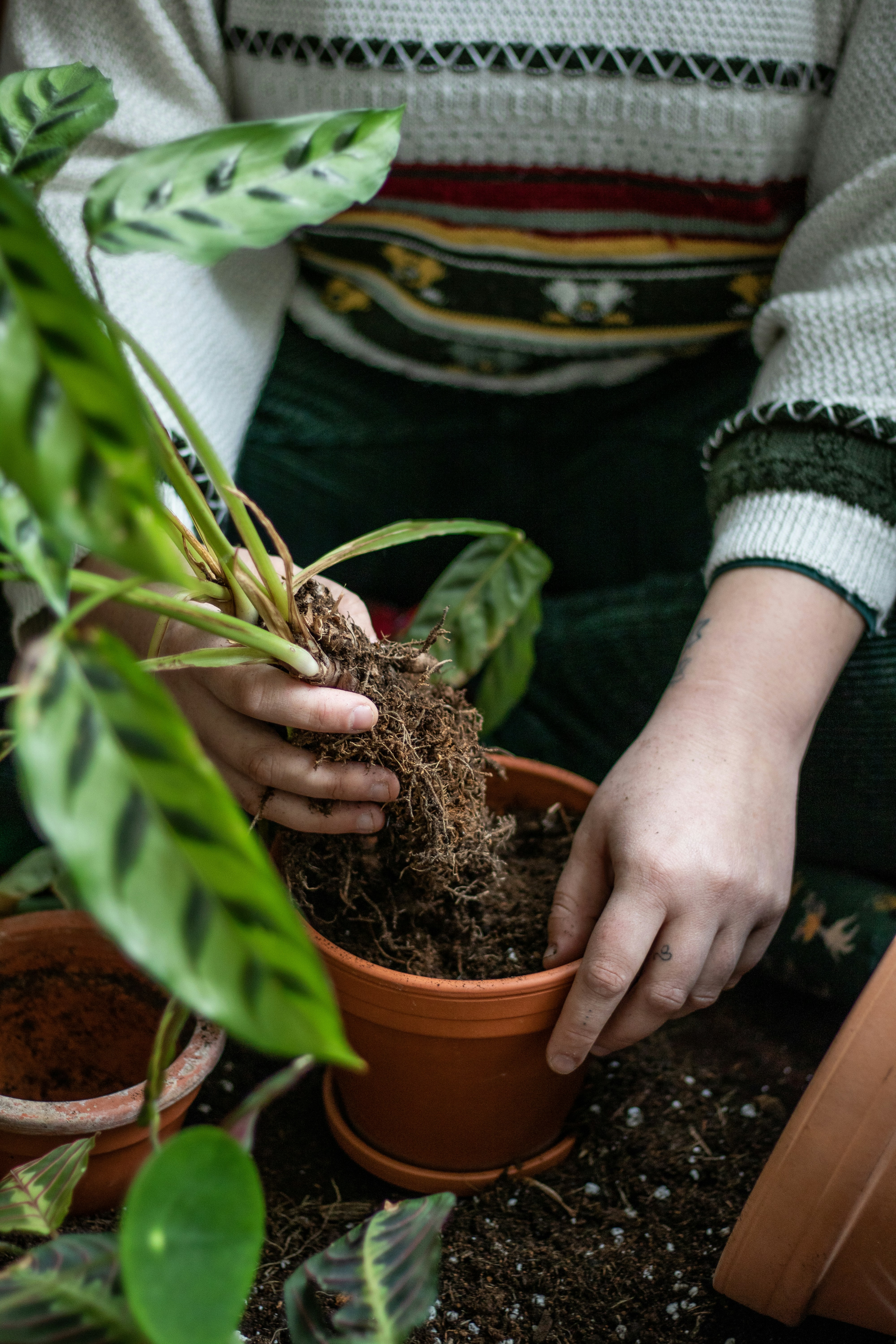 Houseplants displayed together