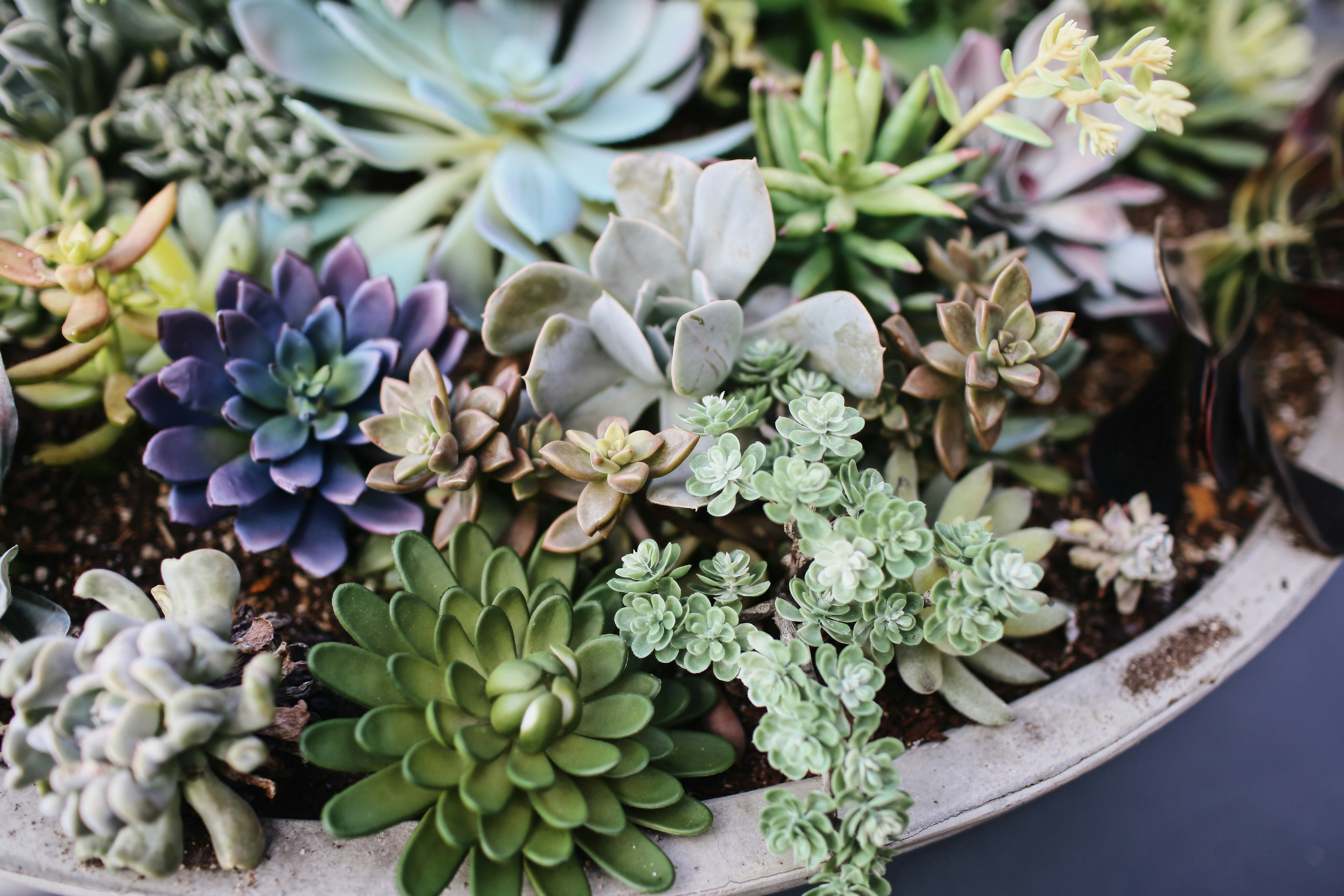 Houseplant displayed indoors