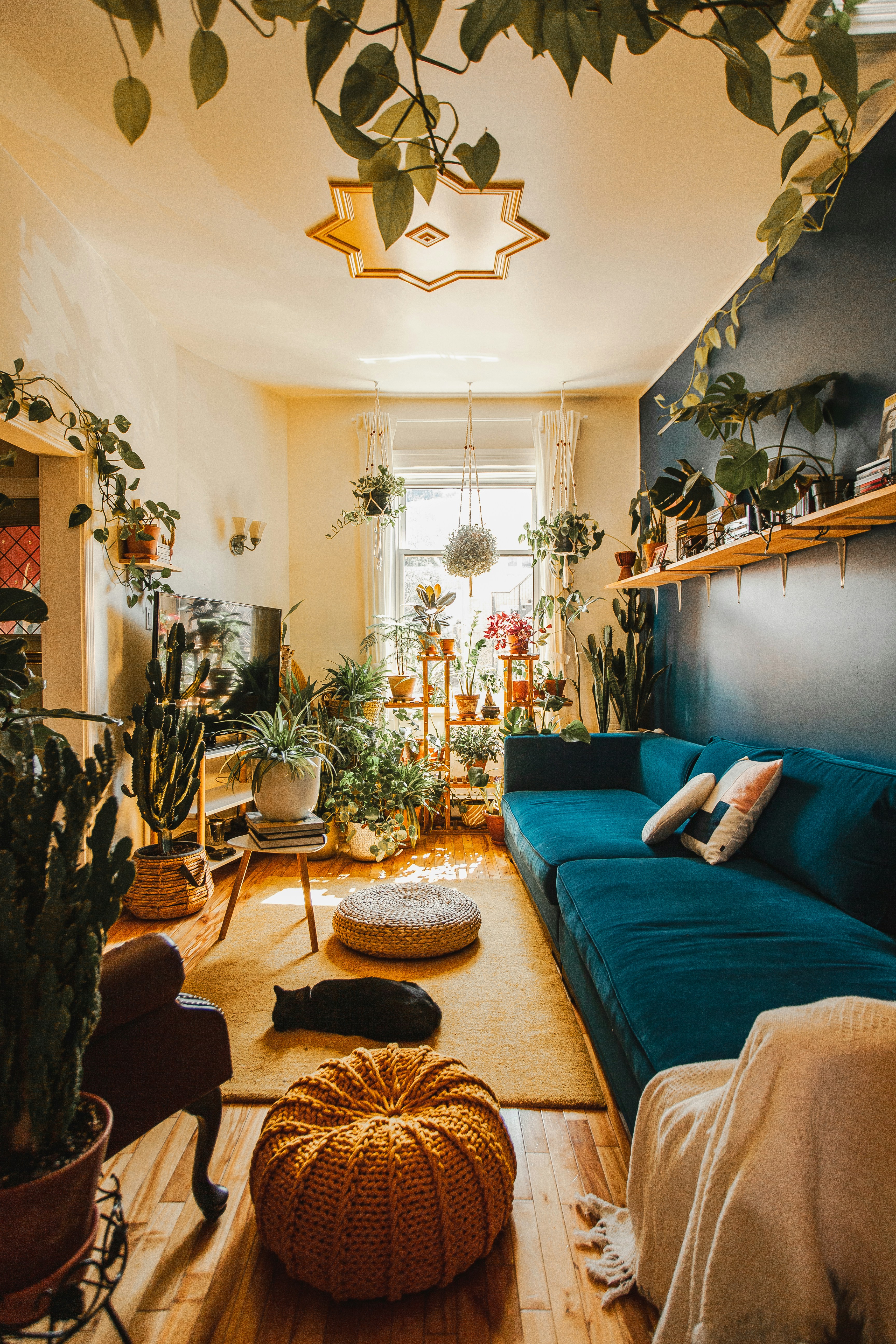 Houseplants arranged in a warm home