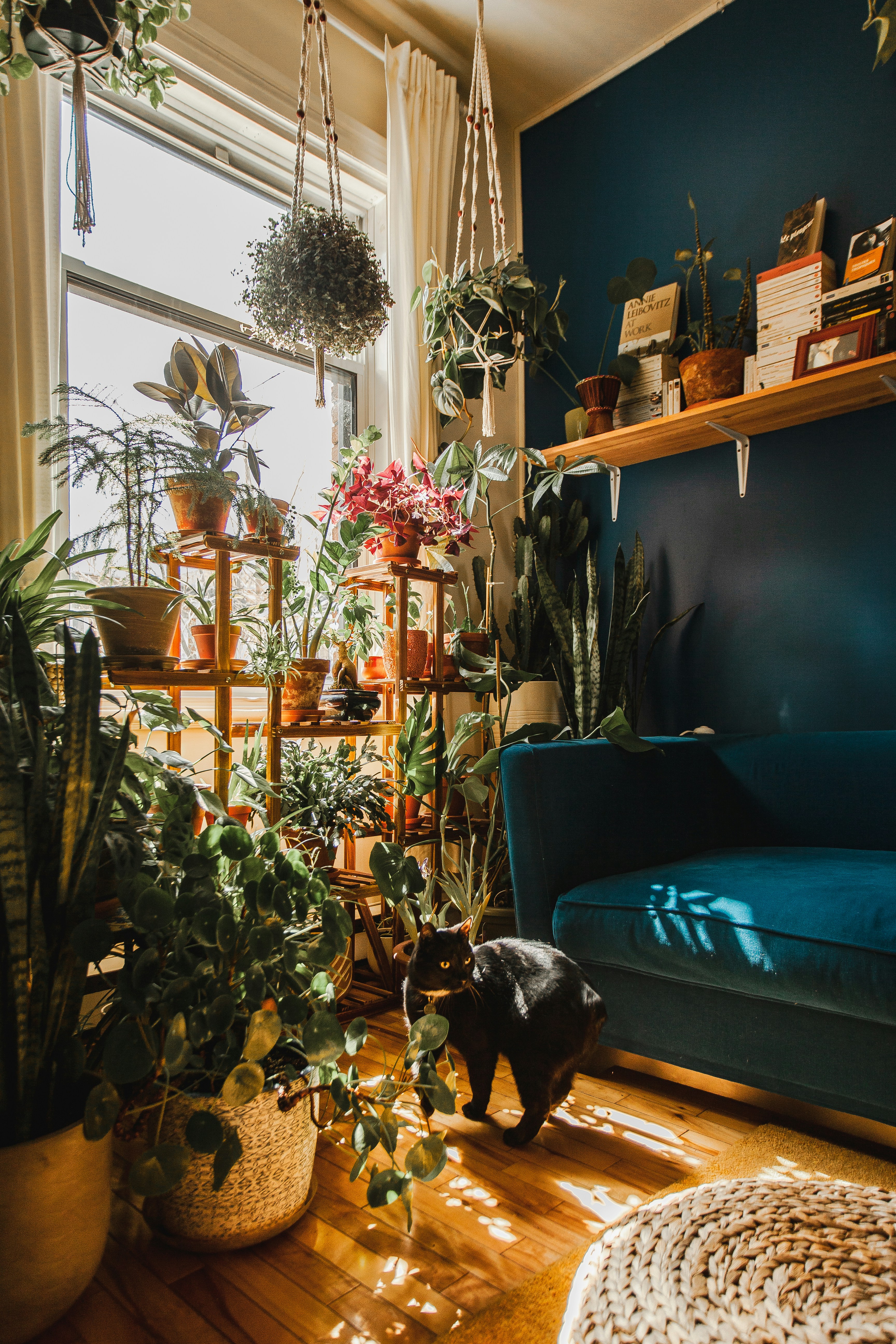 Houseplants arranged in a home