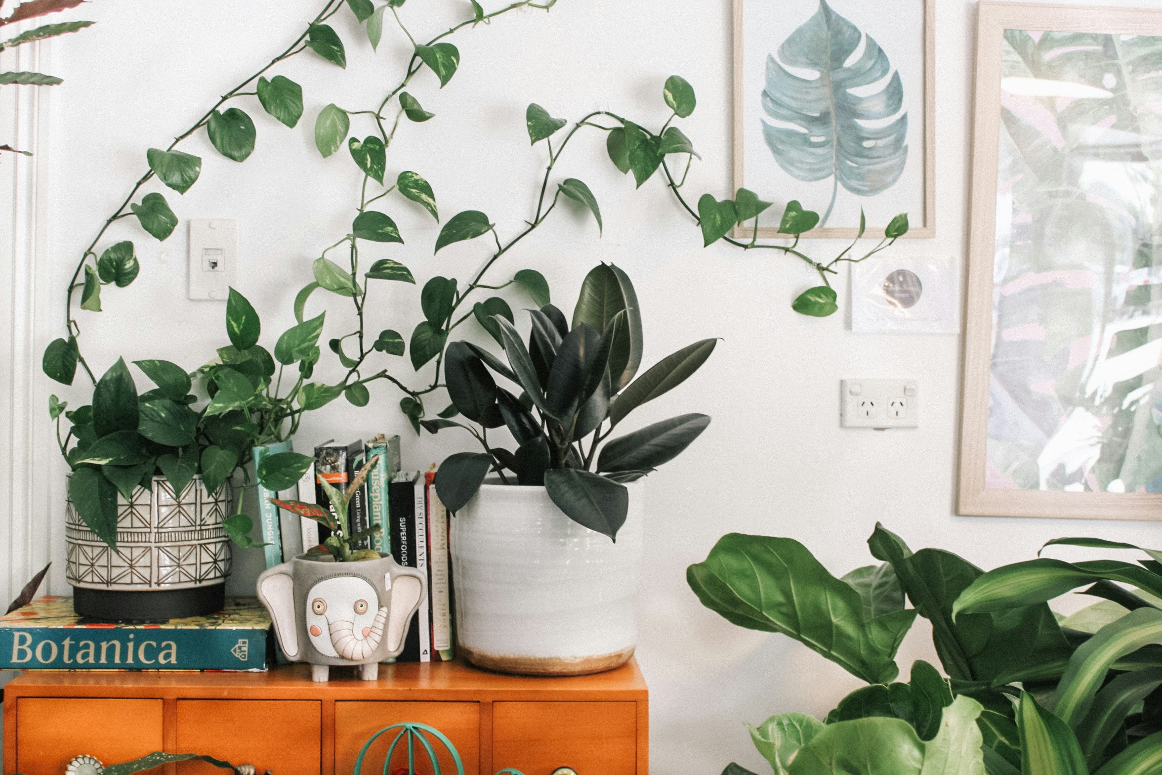 Houseplant growing indoors