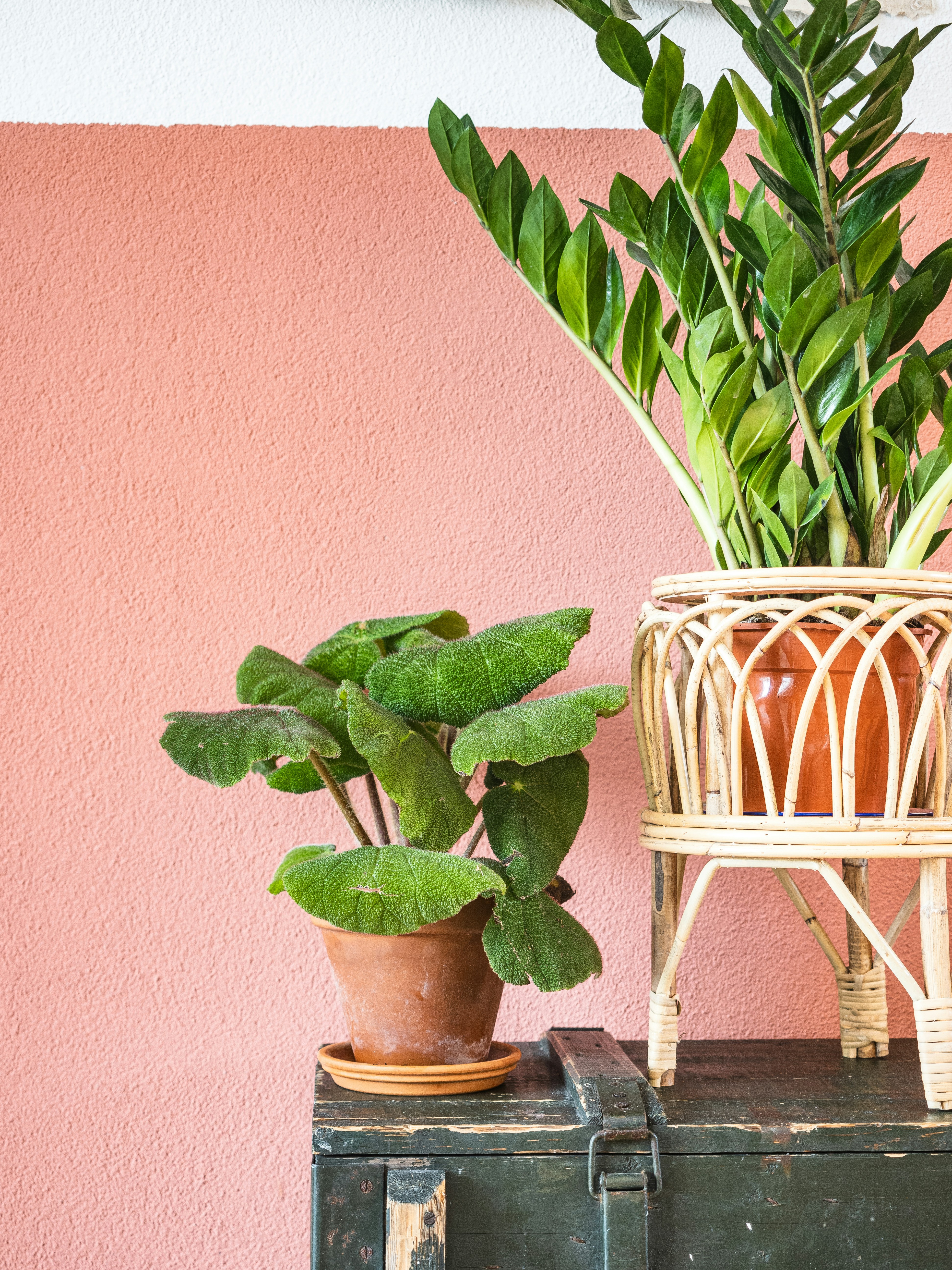 Houseplant in a bright home