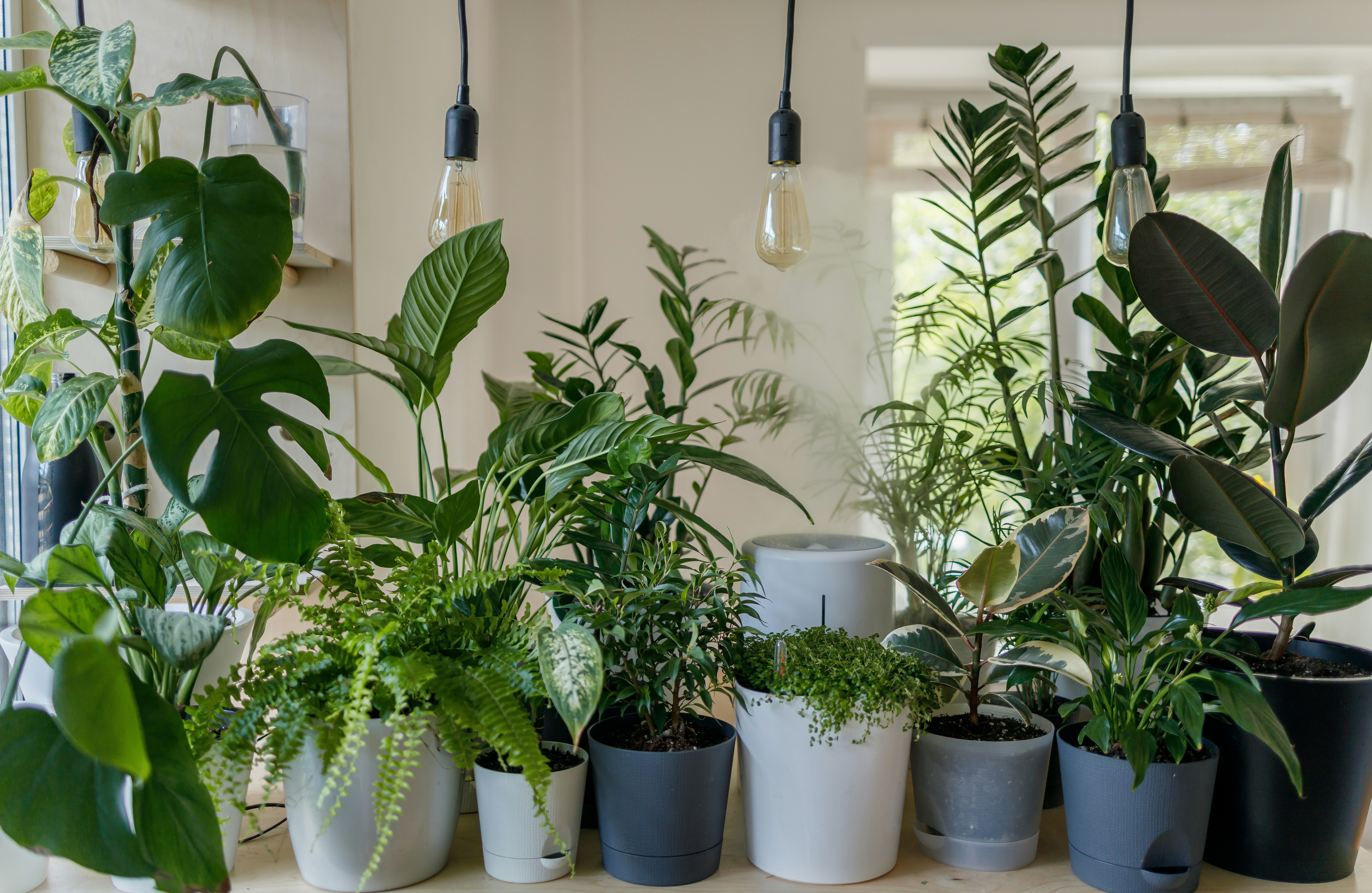 Houseplant growing in a bright indoor space