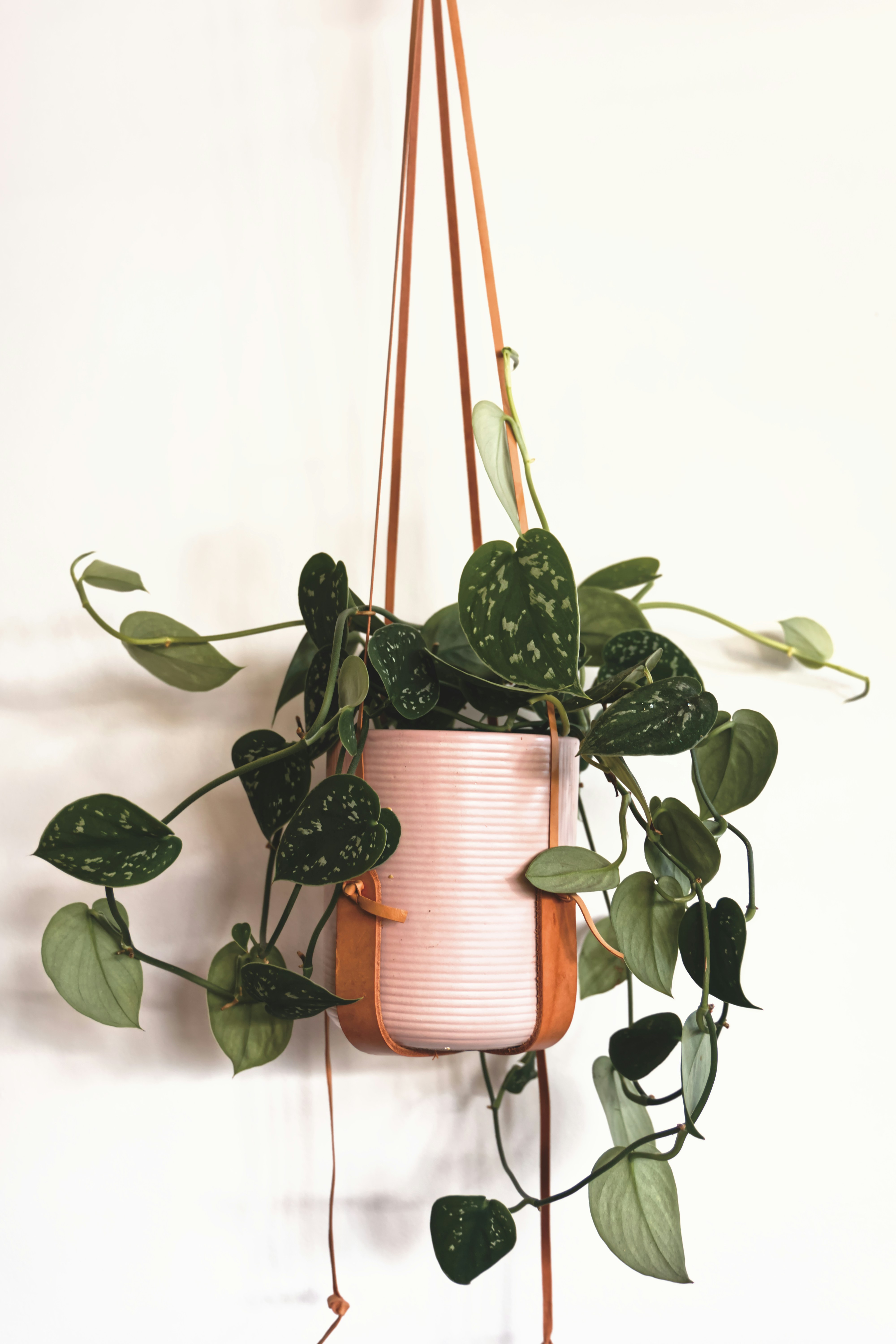 Pothos