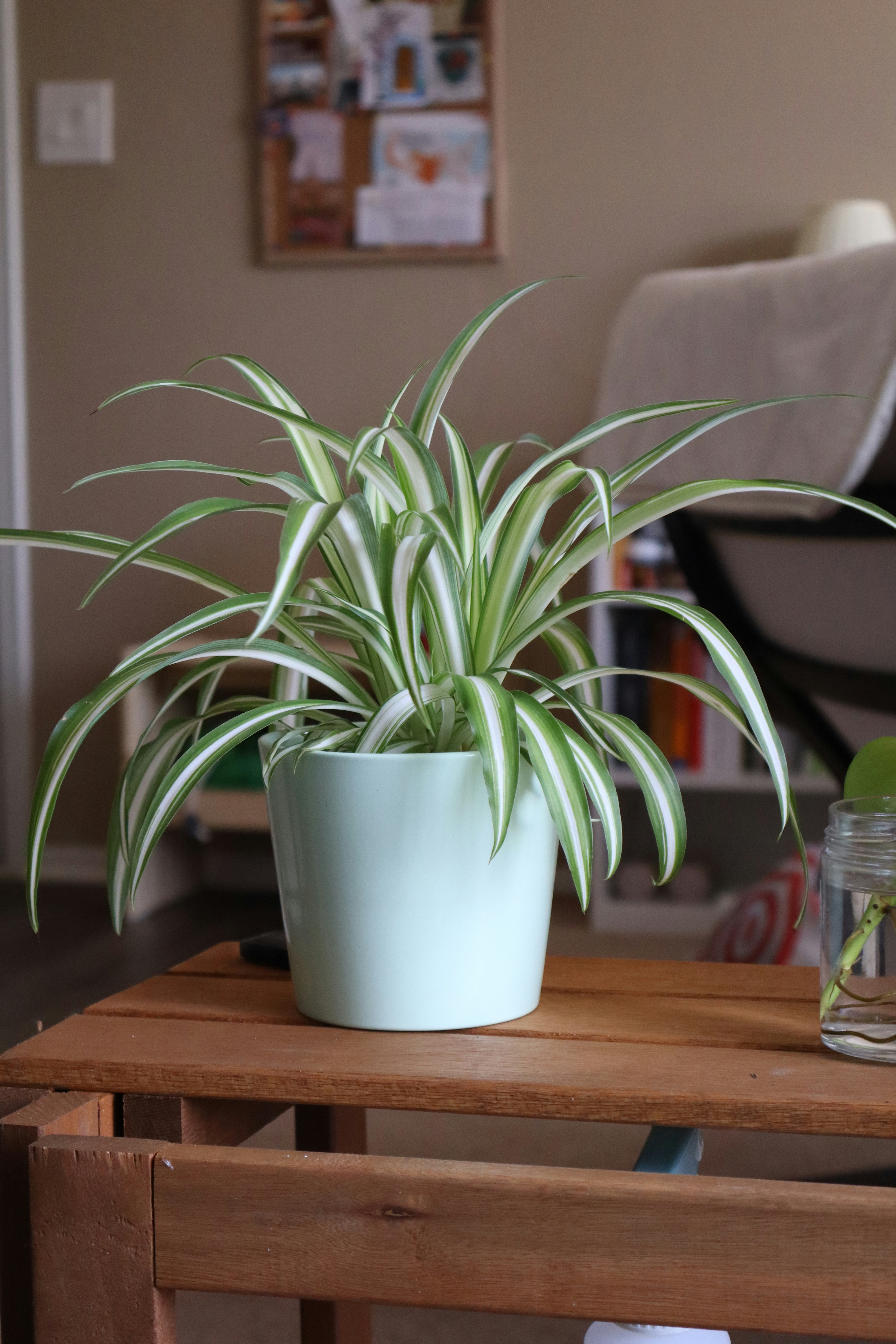 Spider Plant