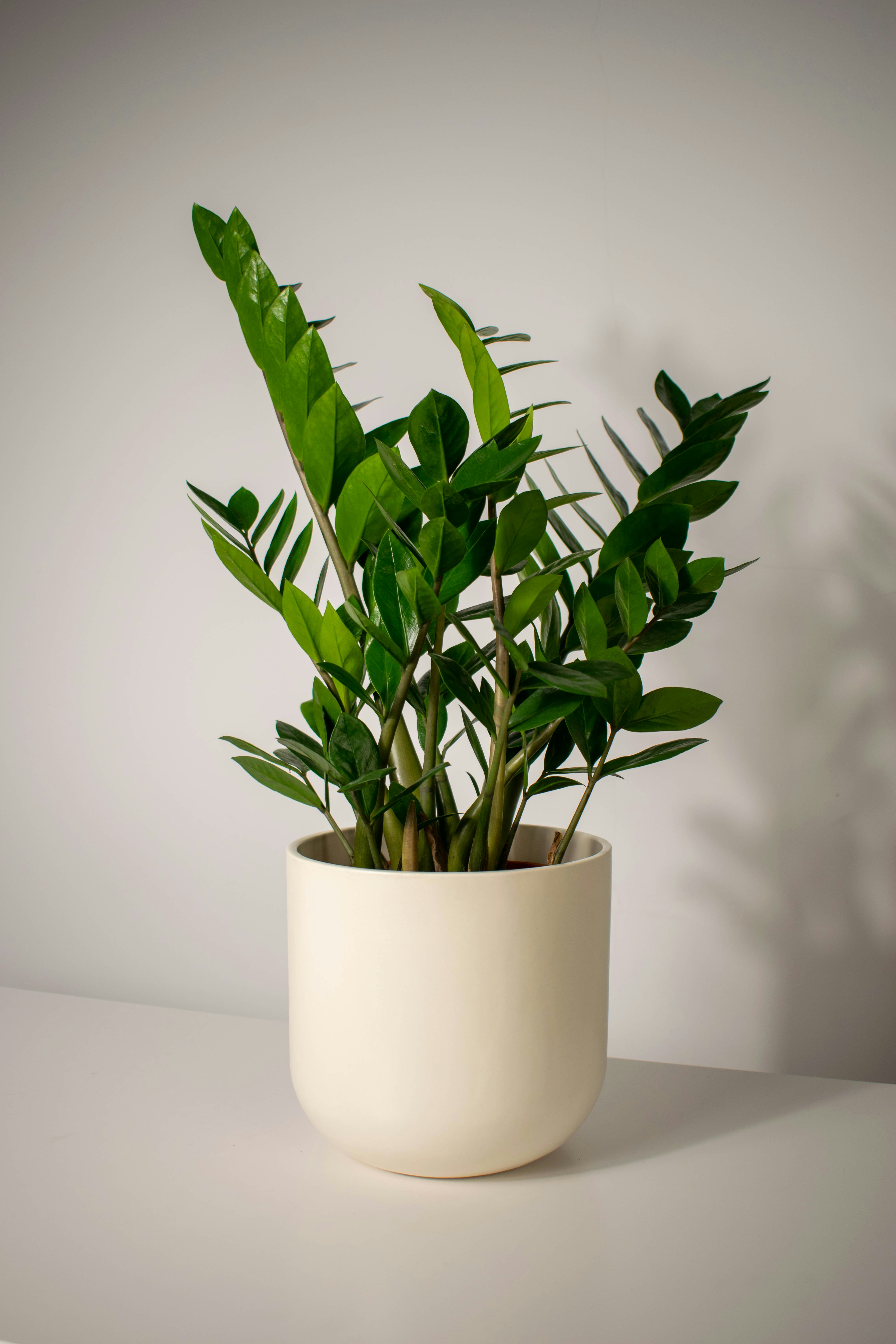 ZZ Plant